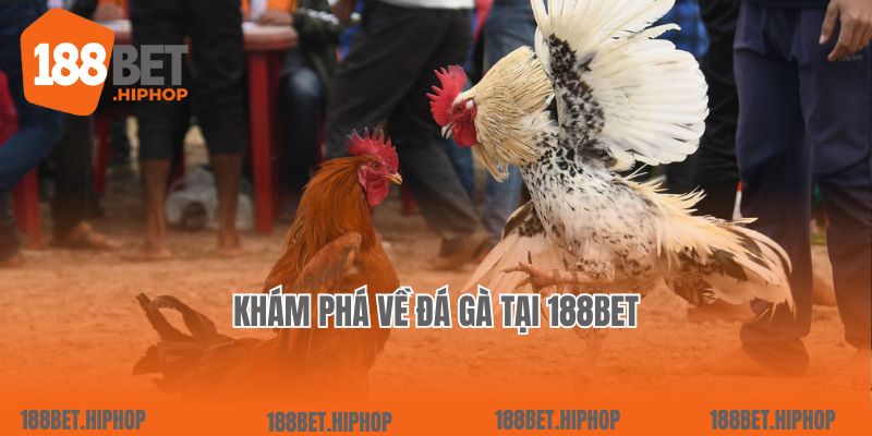 Khám phá về đá gà tại 188Bet